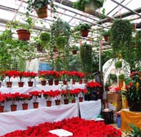 Laitai Flower Market