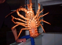 Long live lobster-themed restaurant