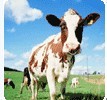 Shanghai Dairy Association