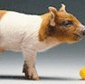 Shanghai Swine Trade Association