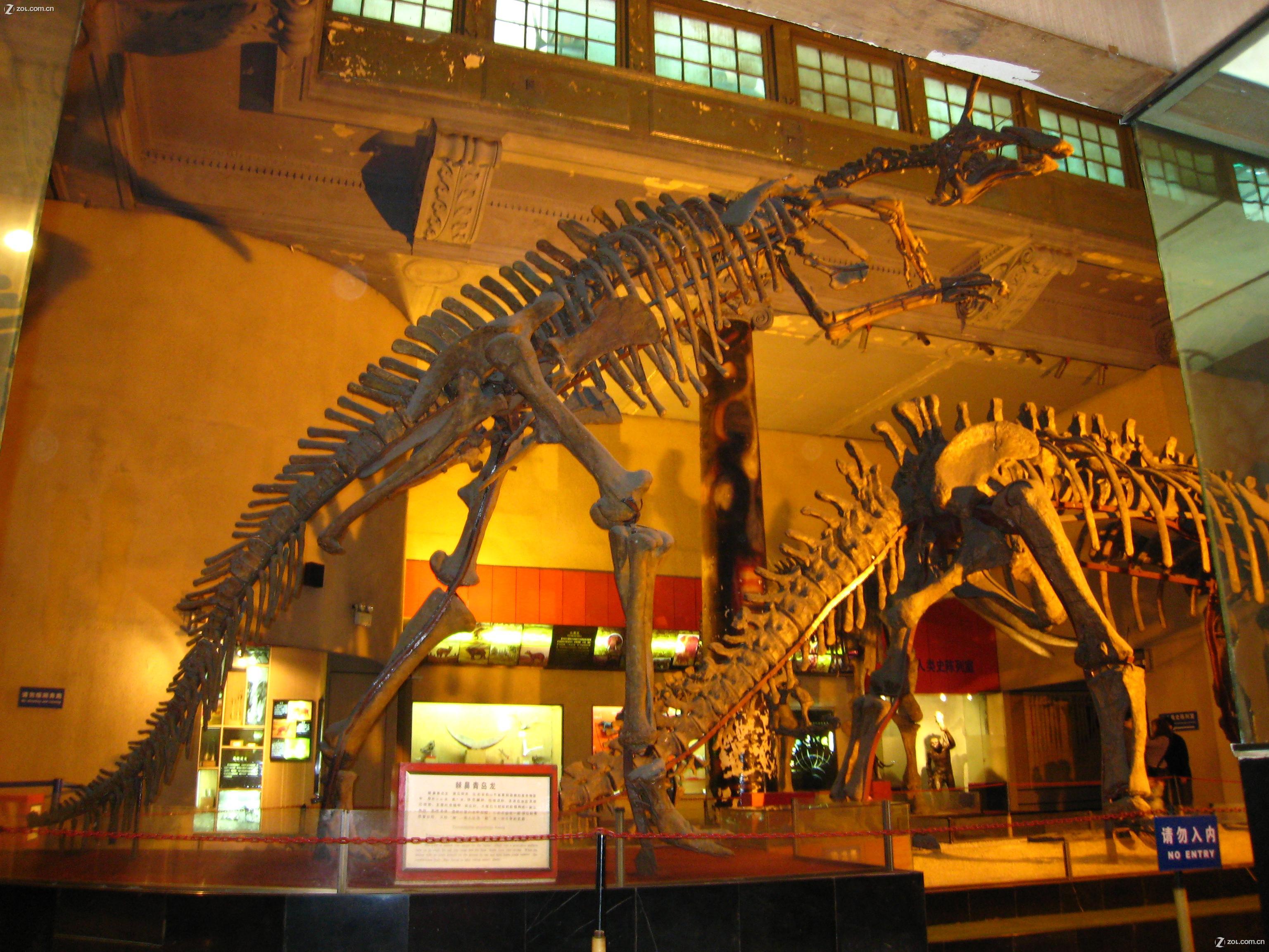 shanghai-museum-of-natural-history-china-yellow-pages-and-china